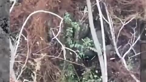 🌳🇷🇺 Ukraine Russia War | Russian Soldier's Tragic Act in Forest | RCF