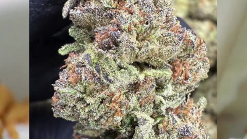 Cereal Milk THCa Flower | 27% Hybrid | Sweet Milk & Vanilla | Giggly, Relaxed | Bulk #thca