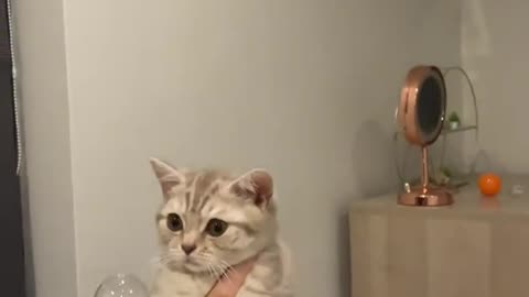 HILARIOUS CATS! Funny Moments to Brighten Your Day