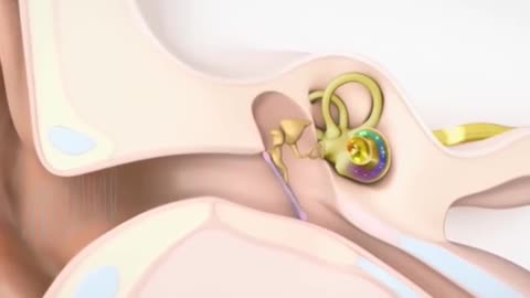 How Human Ear Works