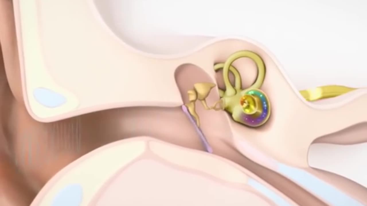 How Human Ear Works