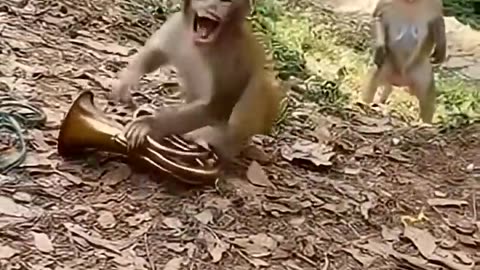 Let me try the air horn prank