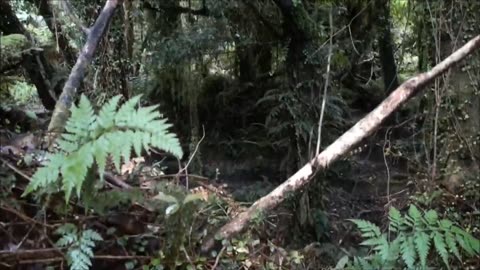 Deer hunting NZ