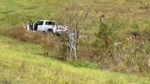 Monkeys carrying hepatitis C, herpes, and COVID-19 escaped following vehicle crash in Mississippi
