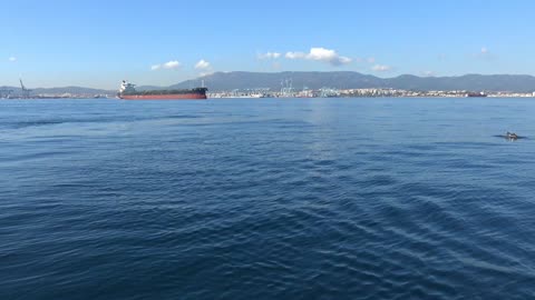 Gibraltar Europe Dolphin Adventures. In search of Common dolphins.