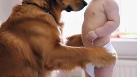 "Intelligent Golden Retriever Nanny"