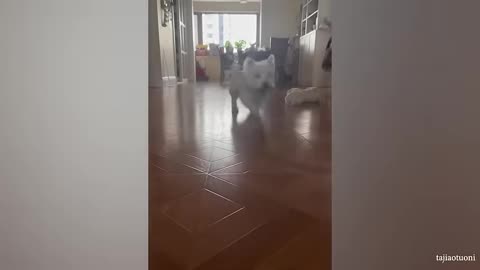 Funniest Animals Videos 2024 Here to Make You Laugh All Day Long part 5