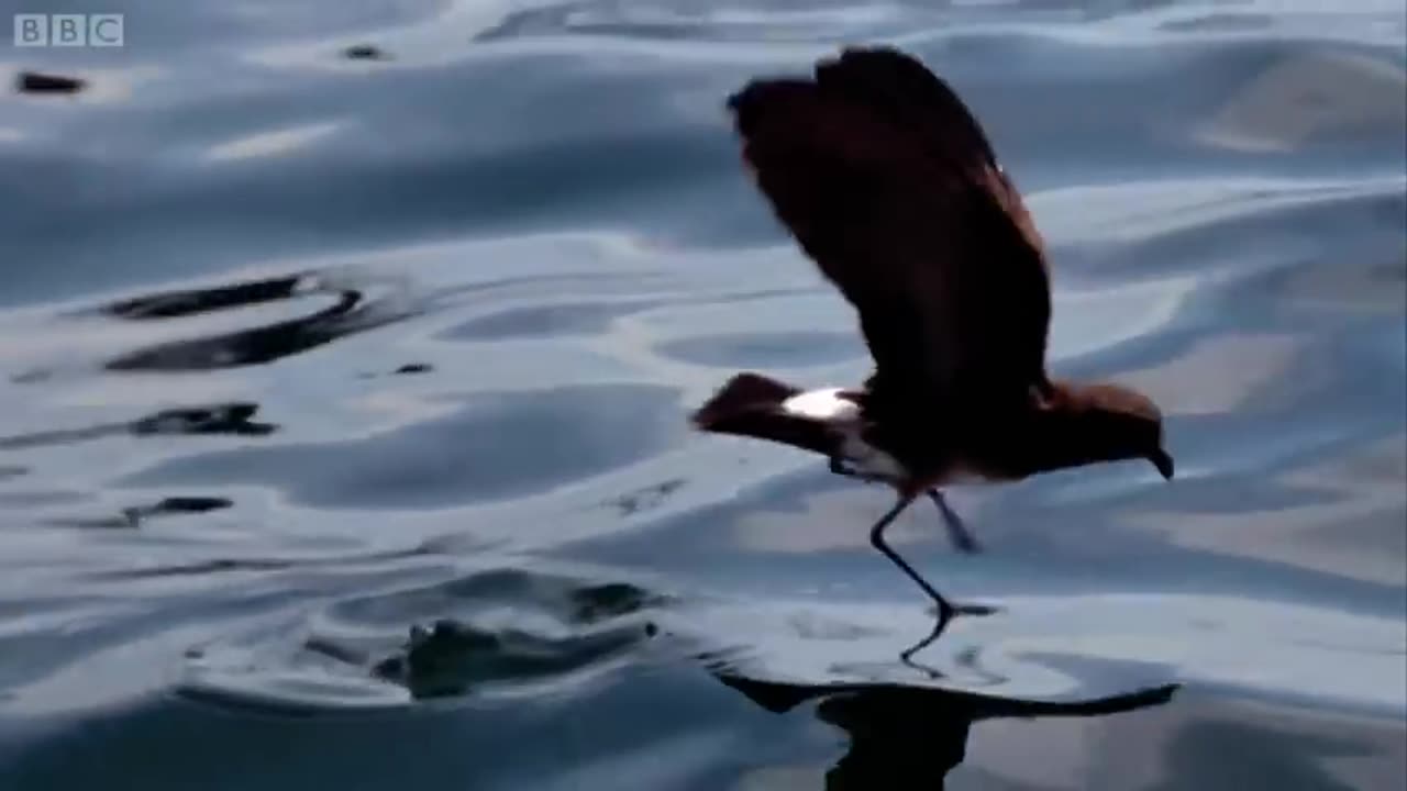 Weird Ocean Predators Feed On Plankton