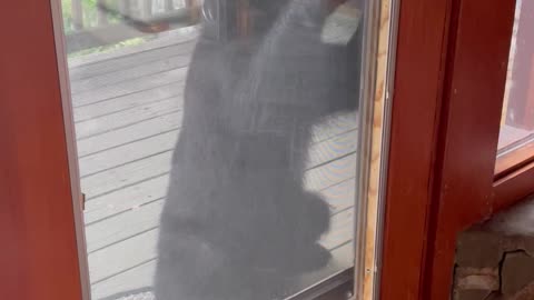 Bear Stands up and Tries to Open Cabin Door