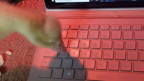 Baby Lemongrab furiously helping me type out those TPS reports!