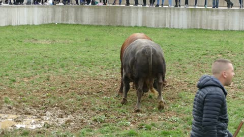 Lugo od Štrbca vs Piva od Erenda Kutanja 2025