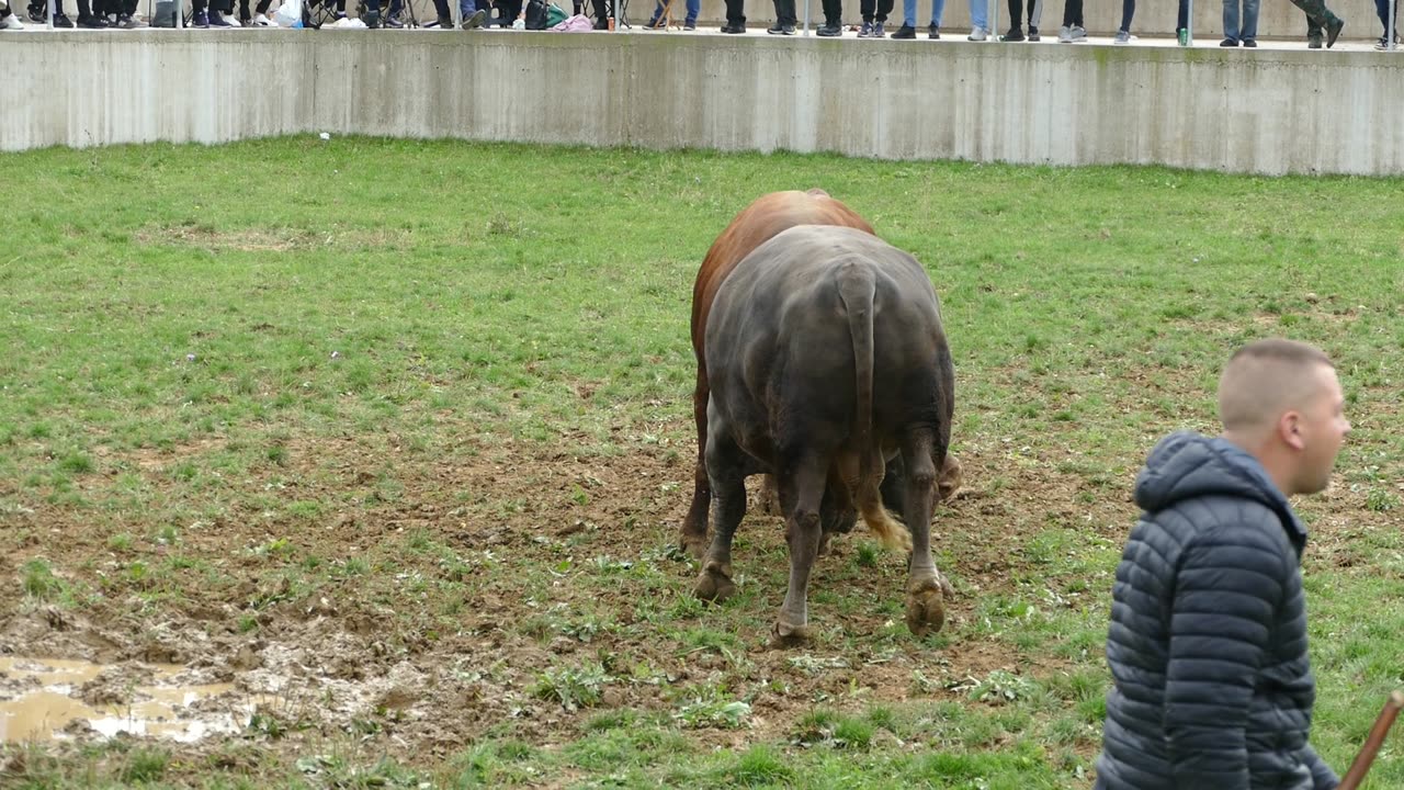 Lugo od Štrbca vs Piva od Erenda Kutanja 2025
