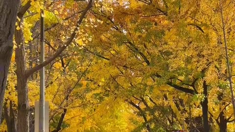 "Chasing Fall Colors in the Mountains 🌄🍁"