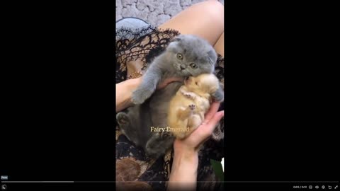 Kitten loves puppy..🐈🐾 Quick Smile clip