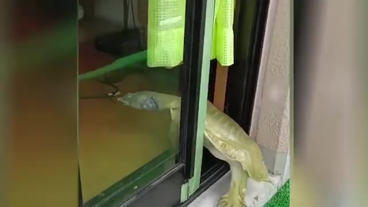 Animals Doing the Most Random Things 😆
