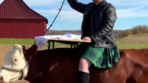 LEVI EXTREME IRONING ON A COW