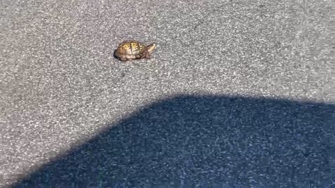 Woman Moves Turtle From Middle Of Road