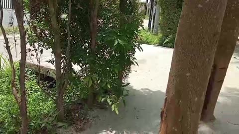 Backyard Fun Challenge: Can You Beat This?