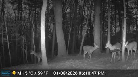 The Woods – 01/09/2026