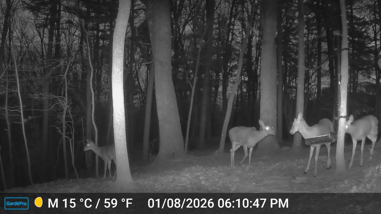 The Woods – 01/09/2026