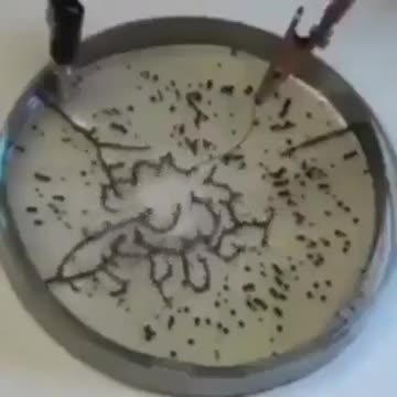 Self-Assembling Graphine Oxide