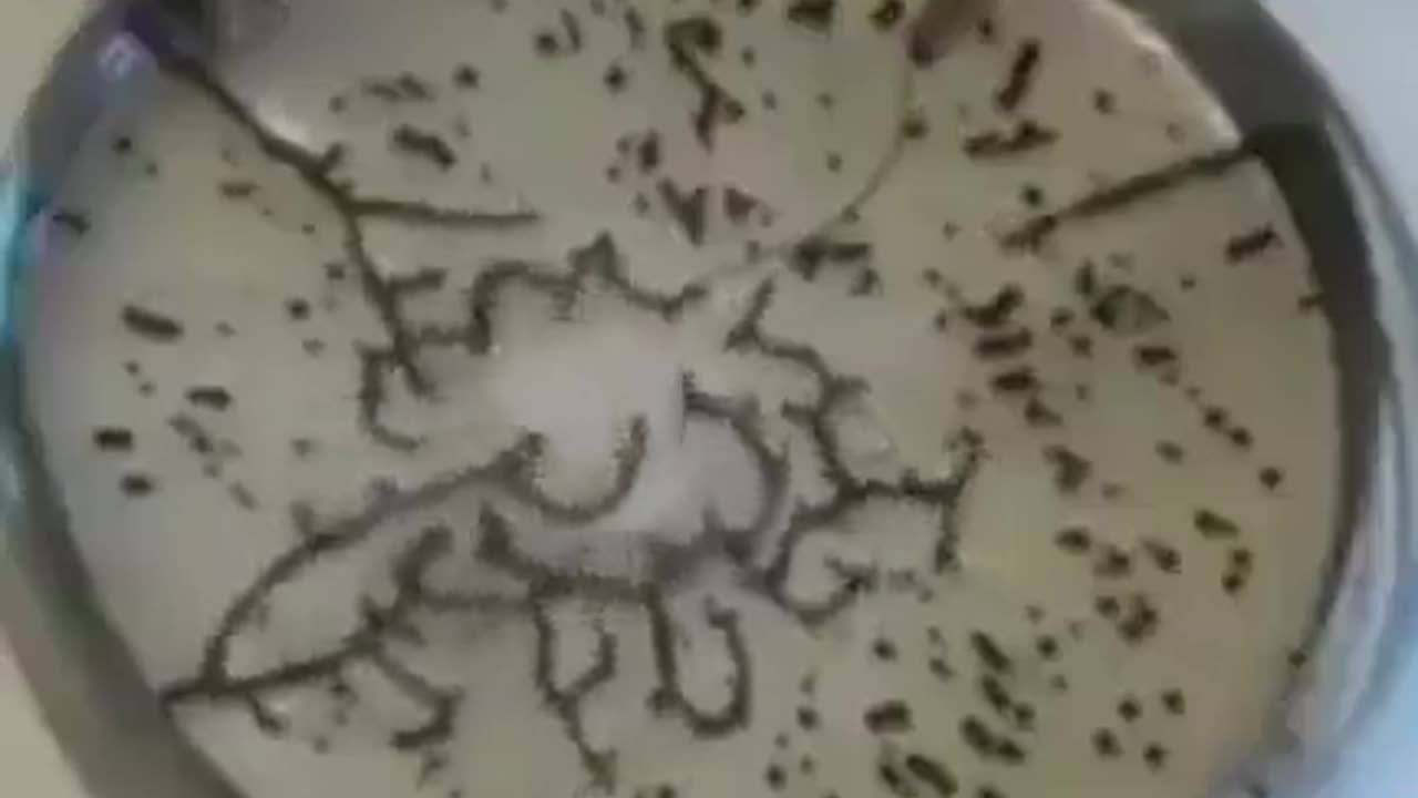 Self-Assembling Graphine Oxide