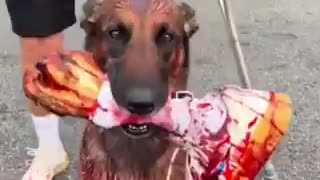 Dog costumes