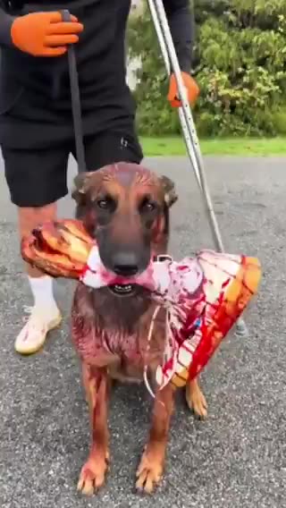 Dog costumes