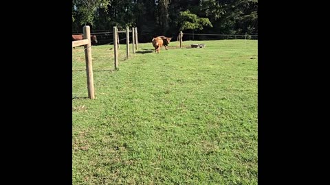 Calling the girls back to the barn.