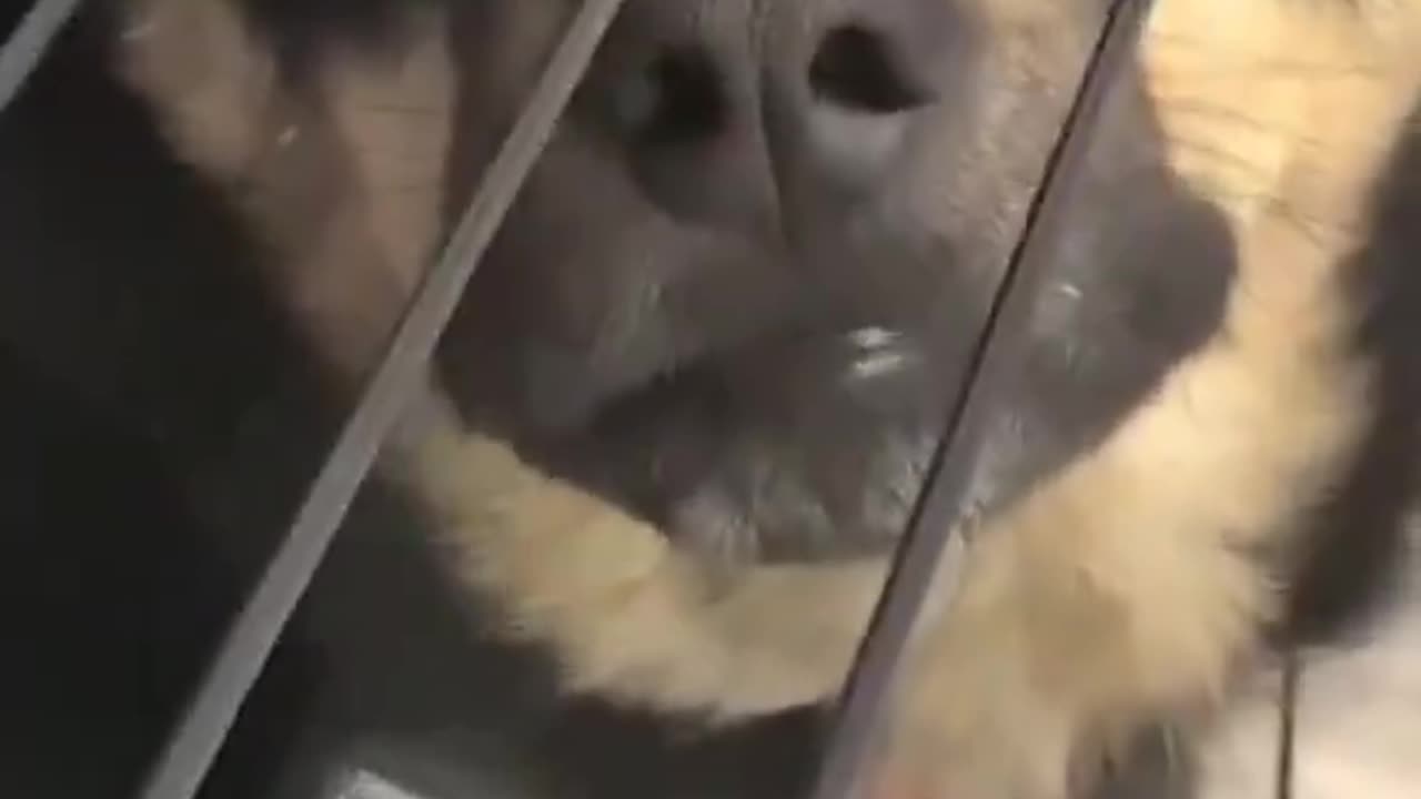 Woe Day 87. I am in the ark. Waiting for GOD to open the Door for a spring/summer Pentecost rapture