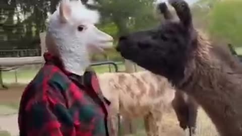 FUNNIEST Animal Videos of 2024