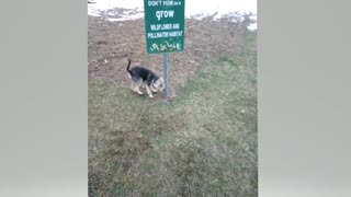 Roscoe inspecting the sign of the New Pollinator Garden at the Park !!!