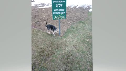 Roscoe inspecting the sign of the New Pollinator Garden at the Park !!!