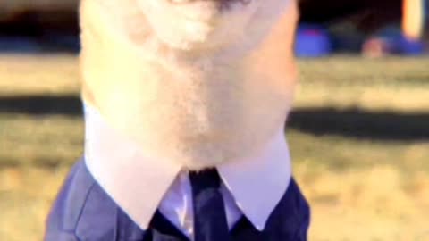 Poorly trained dog you think is perfect? Signs you’re a narcissistic owner