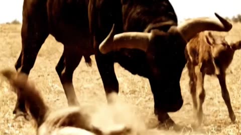 A wolf attacks a small calf