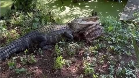 🤯✨ Witness The Epic Clash Between Alligator & Snapping Turtle! | FeedMyCuriosity