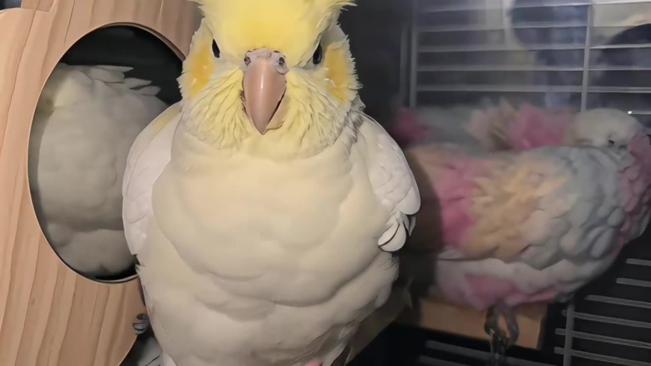 Cockatiel