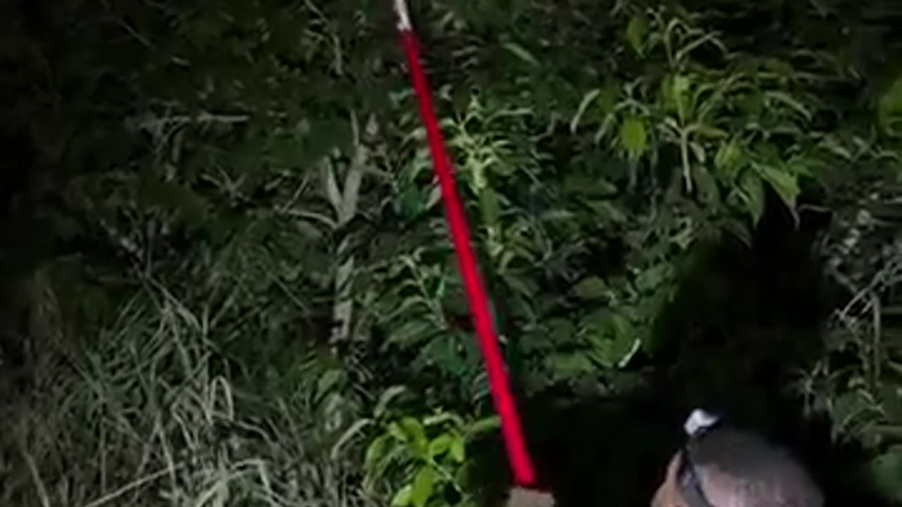 🤯✨ You Won't Believe How Lizards Hunt! | FeedMyCuriosity