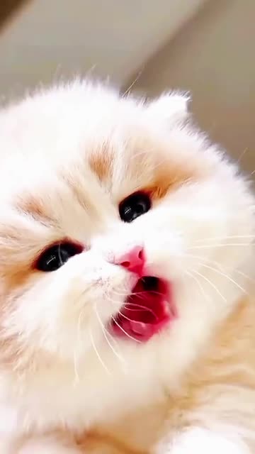 Adventure Time! Watch This Brave Little Kitten Climb a Tree 🌳😻