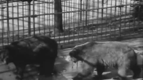 Alligator Farm Wild Animals - Alligator Farm Wild Animals - fc-fc-210