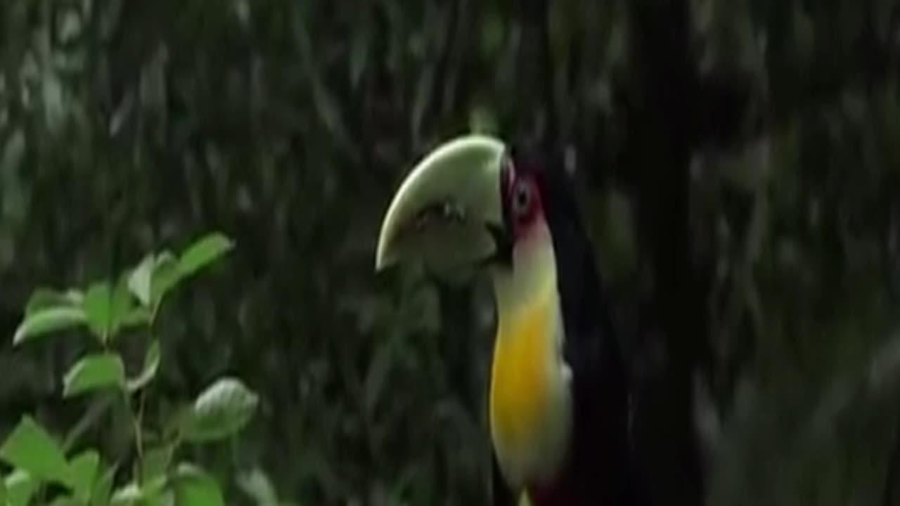 tucan