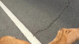 Kind man rescue a dog