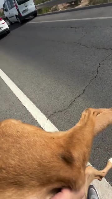 Kind man rescue a dog