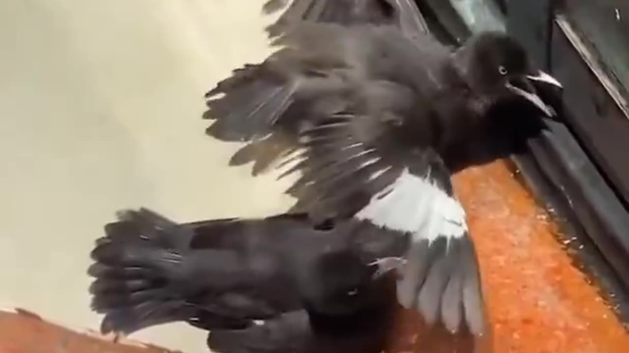 The acting ability of the crows who see the shop owner feeding the tired bird😂