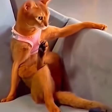 A bullying cat, we are cute cats.😼😸