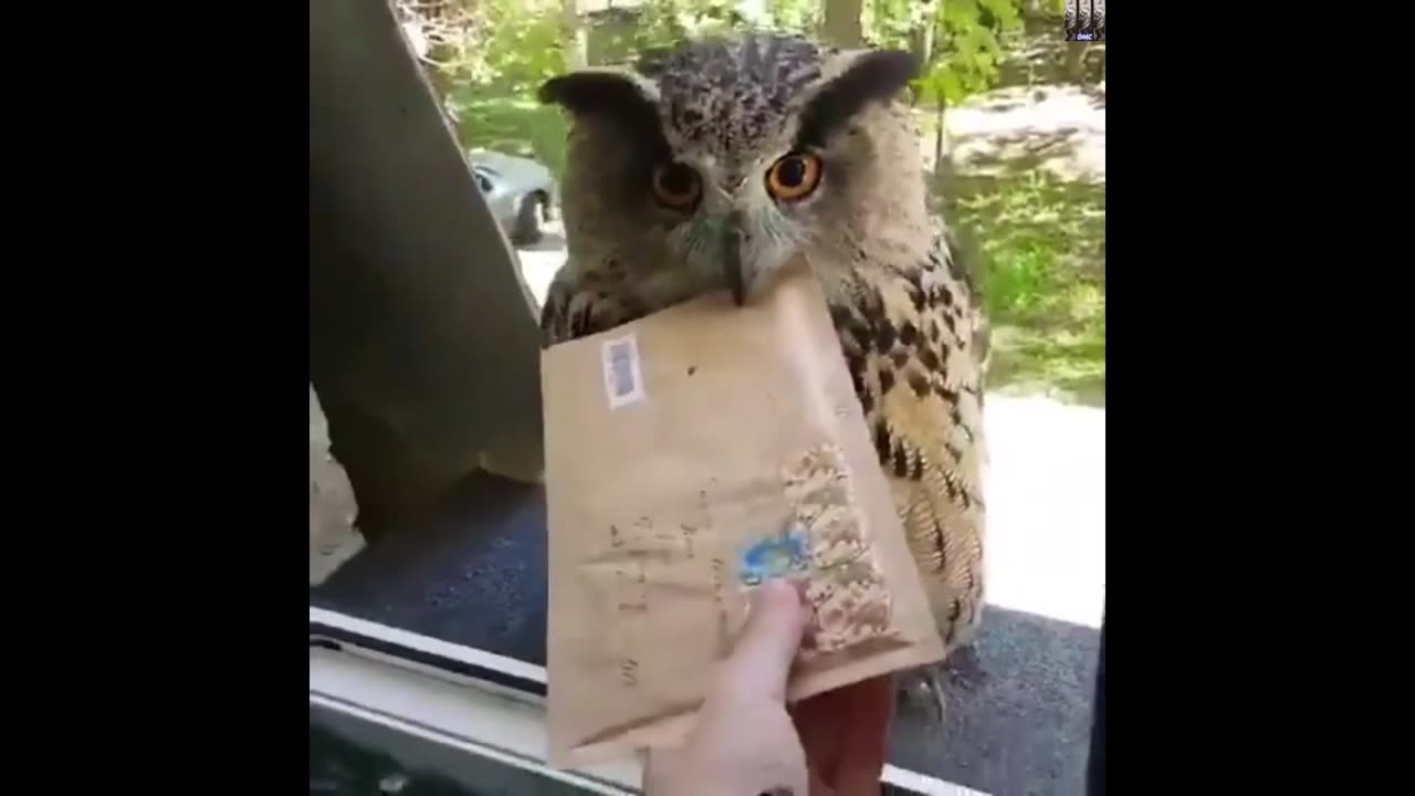 Hogwarts Postman🦉