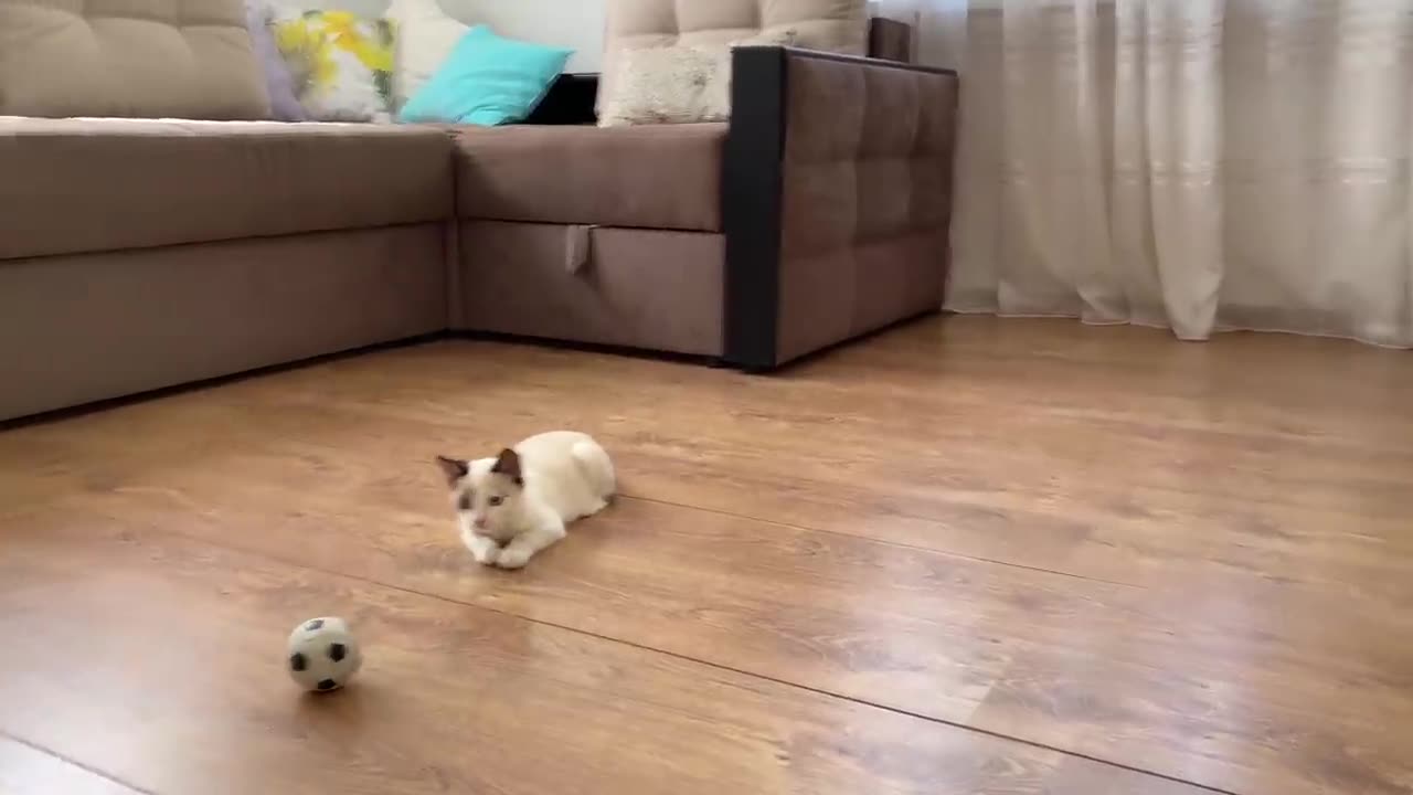 Baby Kitten Playing with Golden Retriever Ball