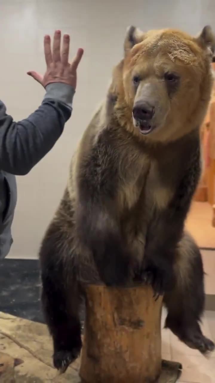 The bear swinging his huge foot