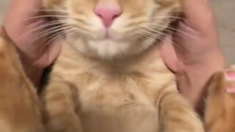 petting the orange like its slime asmr ☺️