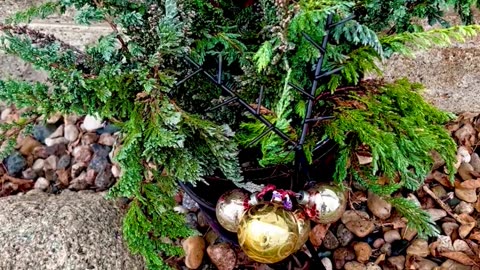 Juniper 🎄 Christmas Planter